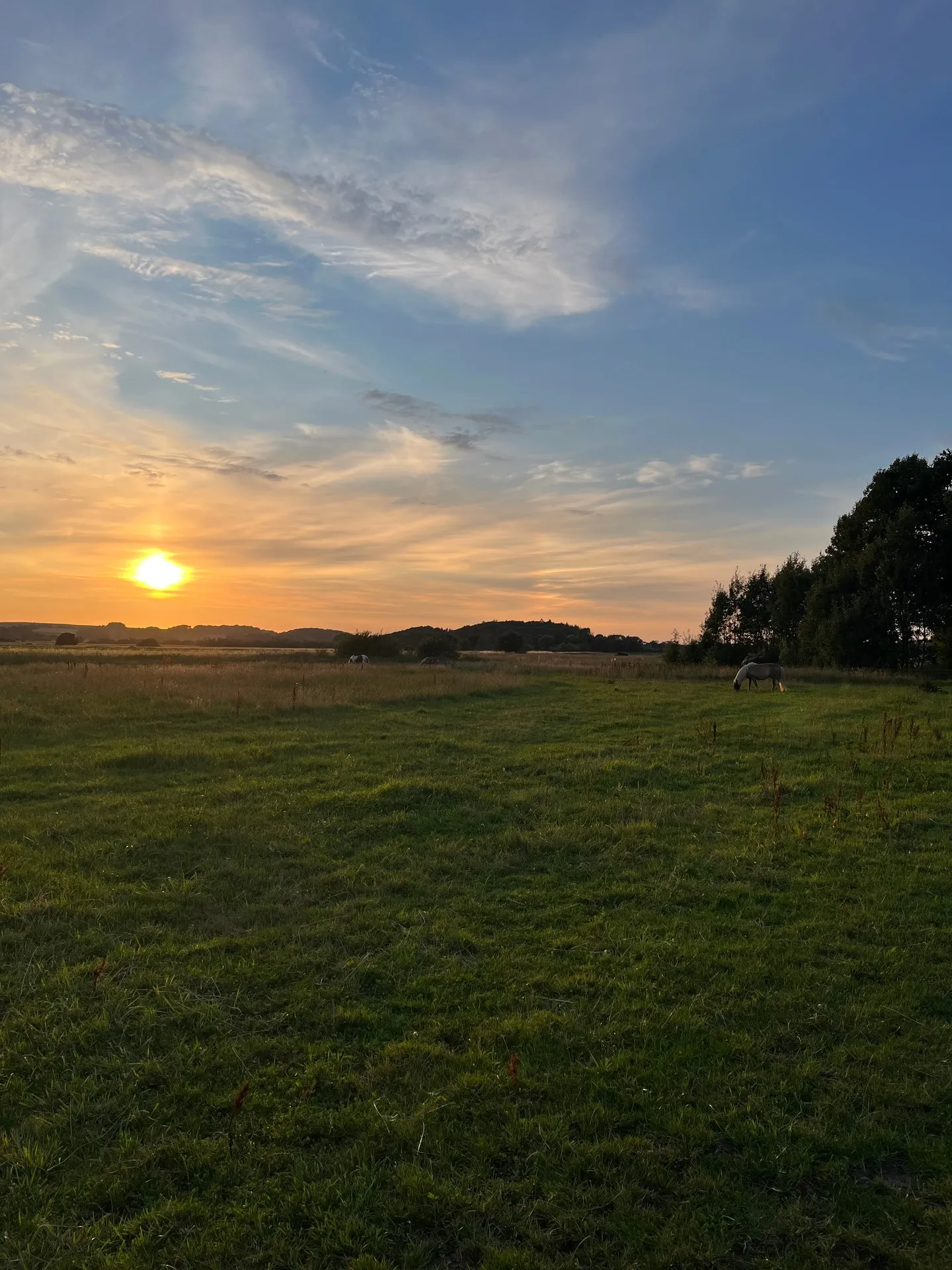 Solnedgang over en åben eng med heste i det fjerne og en trægruppe til højre